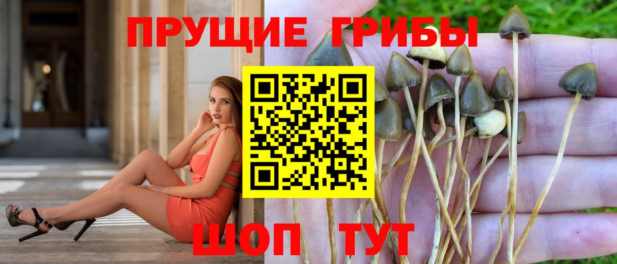 Псилоцибиновые грибы Psilocybe Рославль